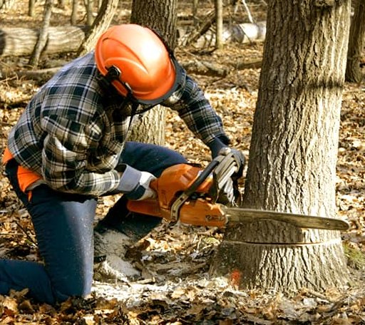 Tree Removal in Marlow, NH
